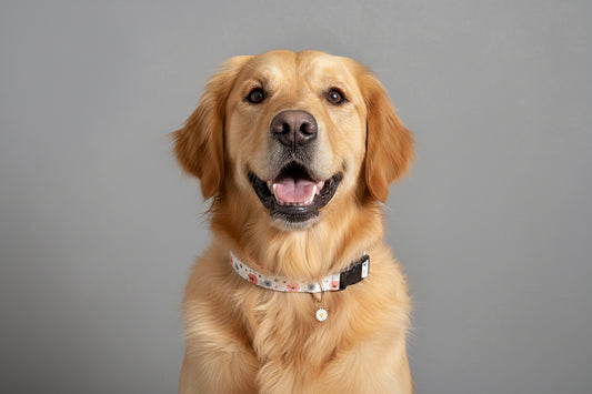 Gänseblümchen-Traum "Daisy" – Frühlings-Halsband (Größe M)