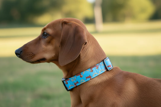 Dackel-Glück Hundehalsband (Größe M)