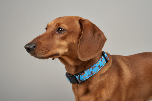 Dackel-Glück Hundehalsband (Größe M)