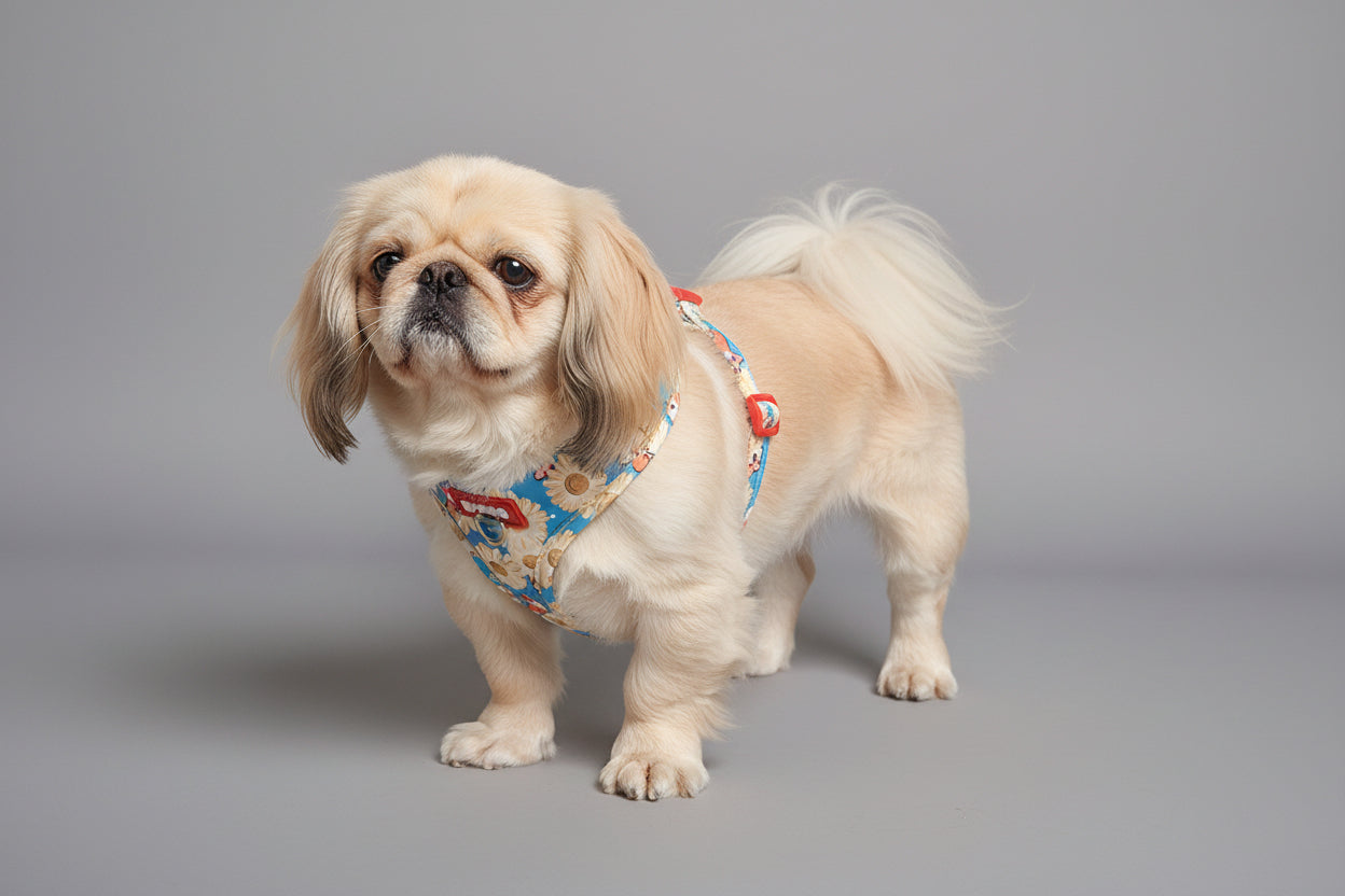 „Corgi-Love 🐾 Hochwertiges Geschirr mit süßem Hunde-Print“